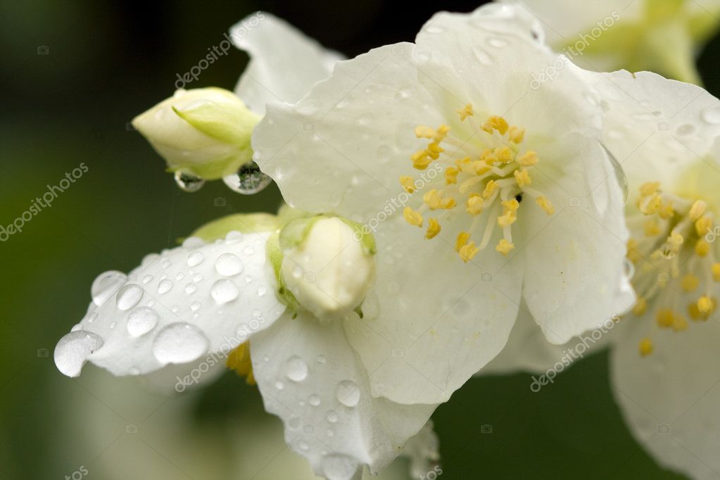 Flor jazmín: fotografía de stock © labrador #8327587 | Depositphotos