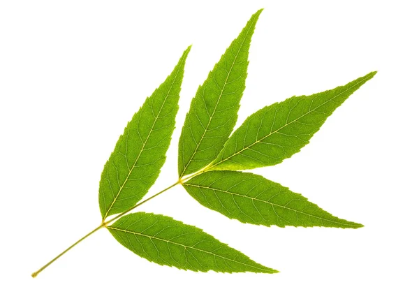 Ash tree leaf — Stock Photo, Image