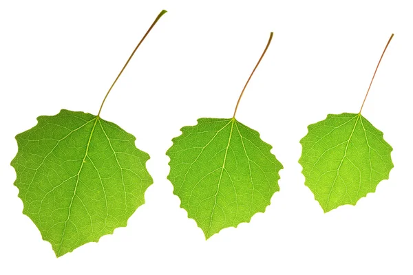 Três folhas de álamo — Fotografia de Stock