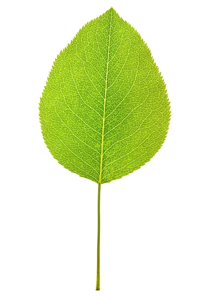 Pear leaf — Stock Photo, Image