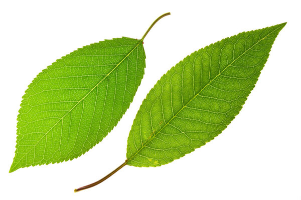 Cherry and sweet cherry leaf