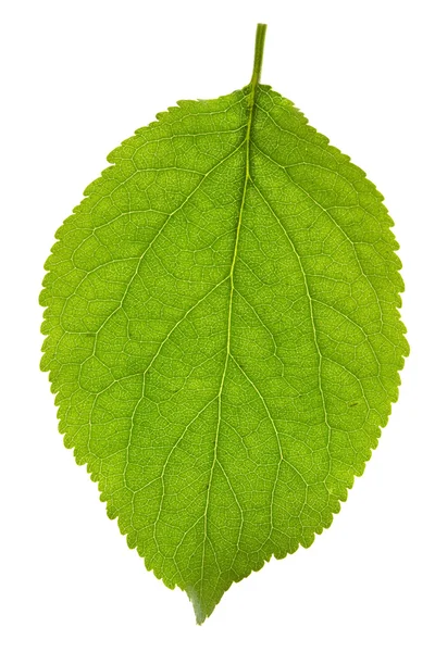 Plum leaf — Stock Photo, Image