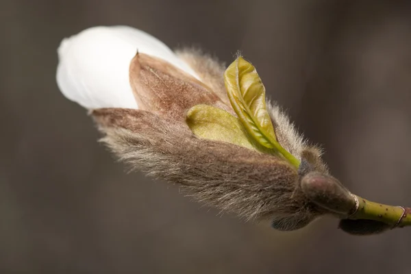 Magnolian silmut — kuvapankkivalokuva