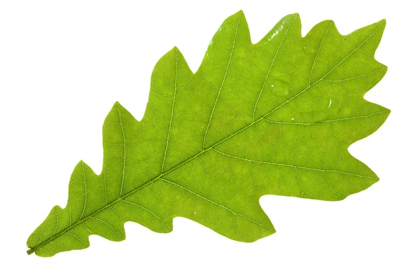 分離されたオークの葉 — ストック写真