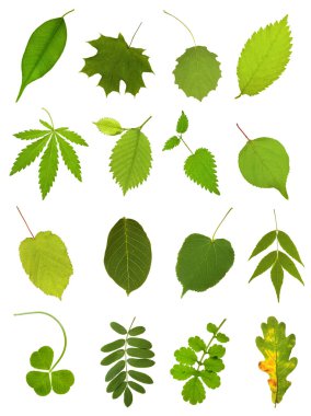 Collection leaves clipart