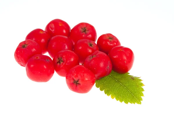 Rowan berry ve izole yaprağı — Stok fotoğraf