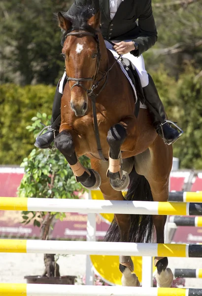 Paardensport springconcours — Stockfoto