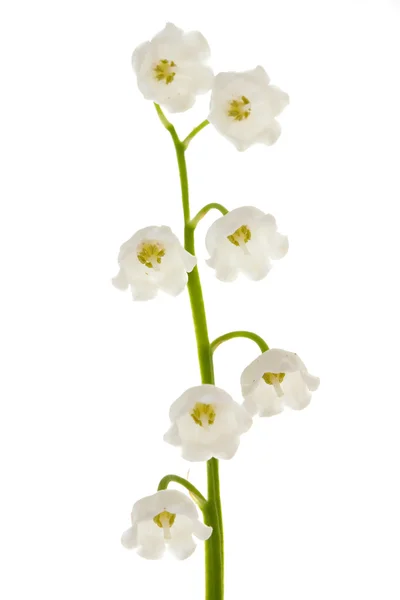 Lily of the valley on isolated — Stock Photo, Image