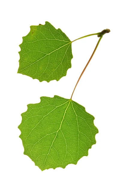 Aspen blad — Stockfoto