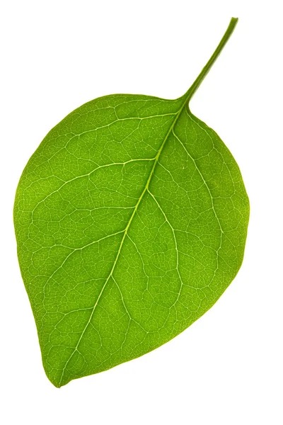 라일락 잎 — 스톡 사진