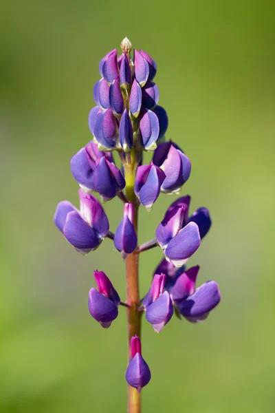 Lupins in a field — Stock Photo, Image