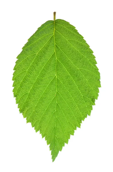 Blackberry leaf — Stock Photo, Image