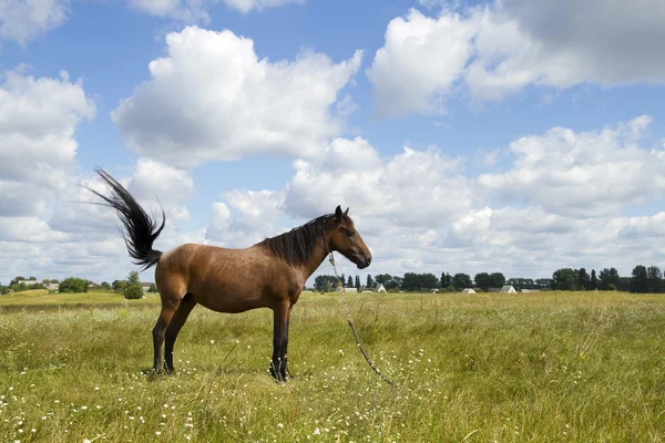 Güzel at — Stok fotoğraf