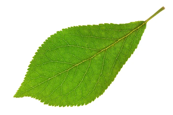 Слива leaf ізольовані — стокове фото
