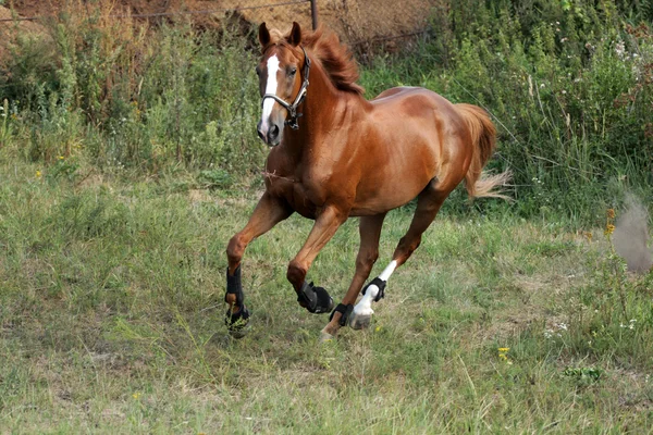 Cavalo de corrida — Fotografia de Stock