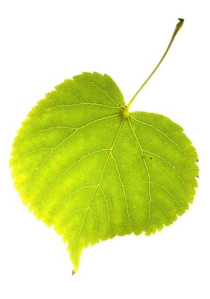 고립 된 린든 잎 — 스톡 사진