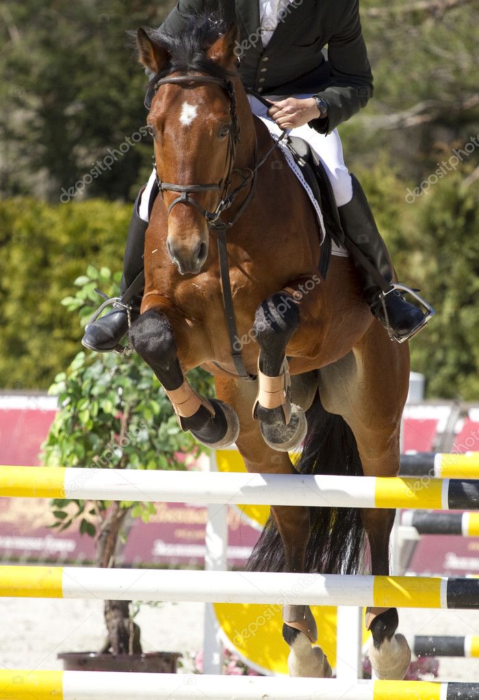 Equestrian show jumping