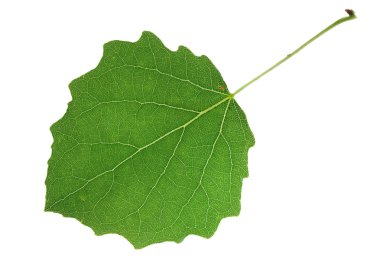 Aspen leaf on isolated clipart