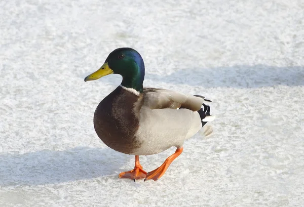 Duck on the ice river. — Stock Photo, Image