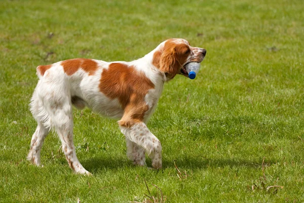 Piękny pies gończy pies — Zdjęcie stockowe
