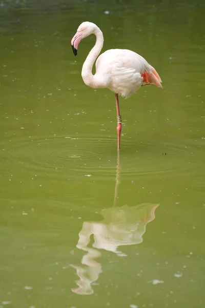 stock image Pink flamingo