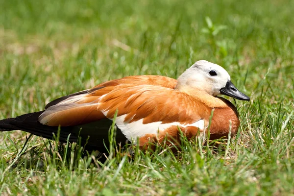 Porträtt anka — Stockfoto