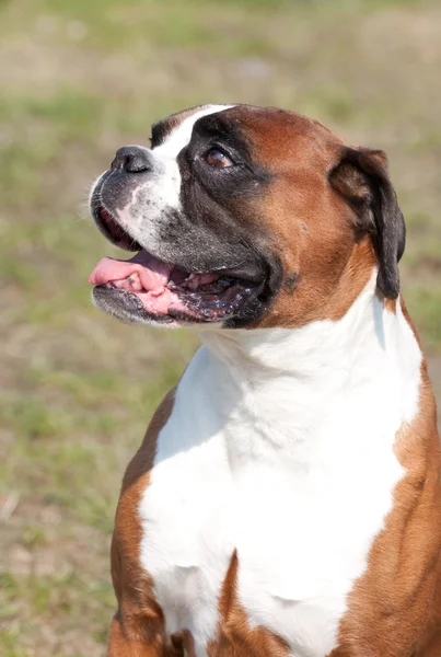 Portret van bulldog — Stockfoto