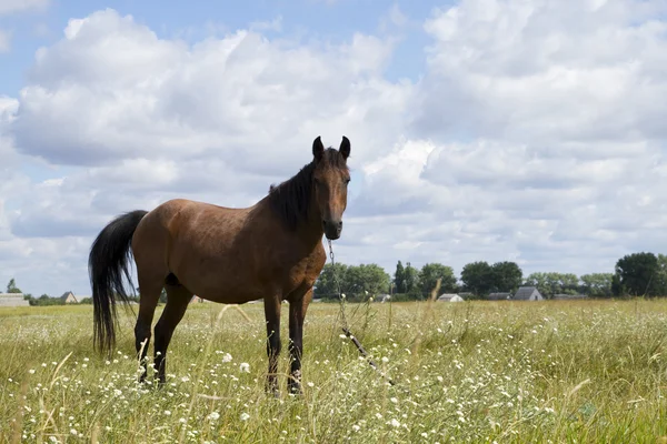 Horse on a pasture — Stock Photo, Image