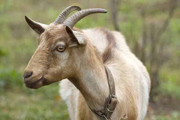 Portrait goat. — Stock Photo, Image