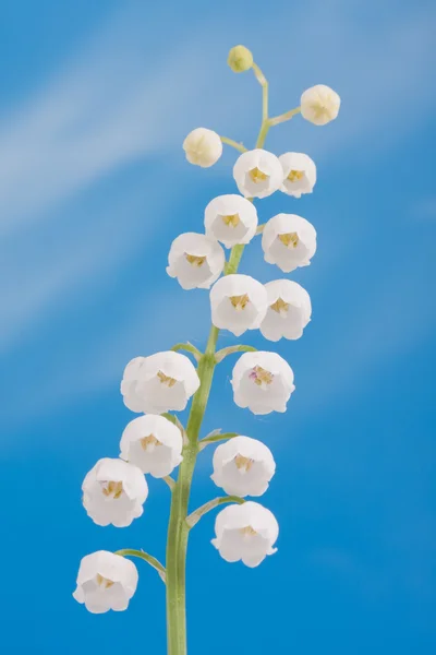 Lily of the valley — Stock Photo, Image