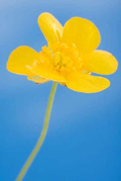 Jaskier żółty — Zdjęcie stockowe