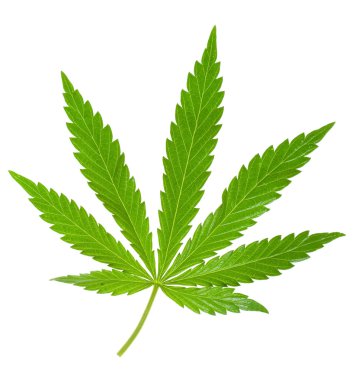 Hemp leaf clipart