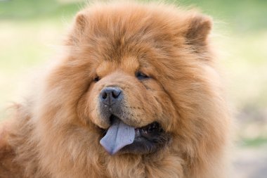 Chow chow clipart