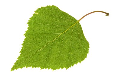 Birch leaf clipart