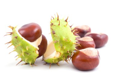 Chestnuts clipart