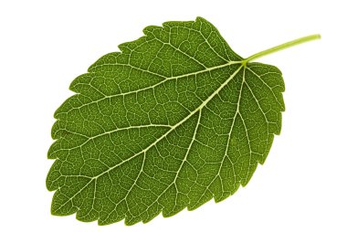 Mulberry leaf clipart