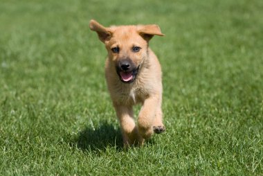 çalışan köpek