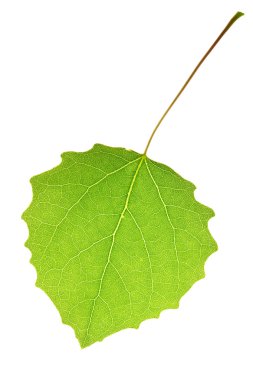 Aspen leaf clipart