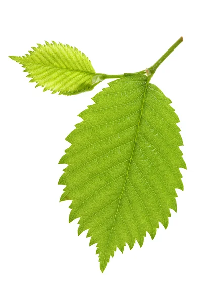 Leaf of Alder tree — Stock Photo, Image