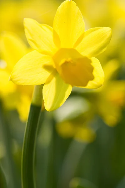 黄色い水仙 — ストック写真