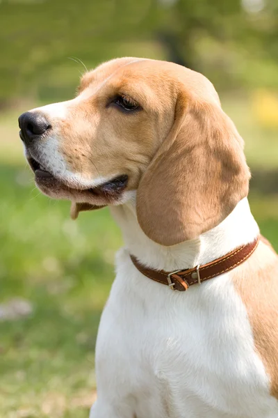 Vackra beagle — Stockfoto