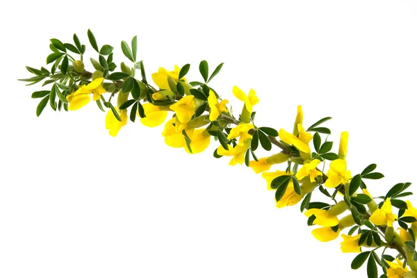 Forsythia-virágok — Stock Fotó