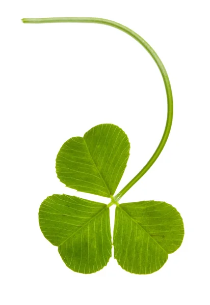 Clover on isolated — Stock Photo, Image