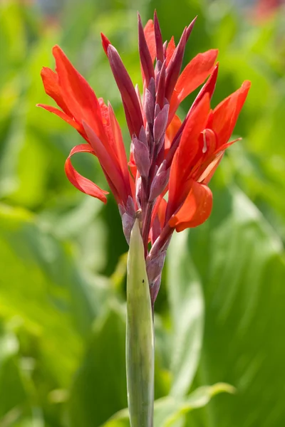 Červený květ — Stock fotografie