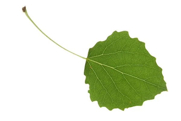 미루나무 잎 — 스톡 사진