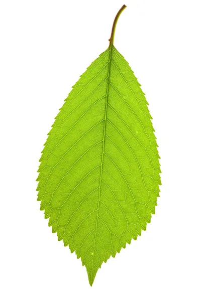 잎 체리 — 스톡 사진