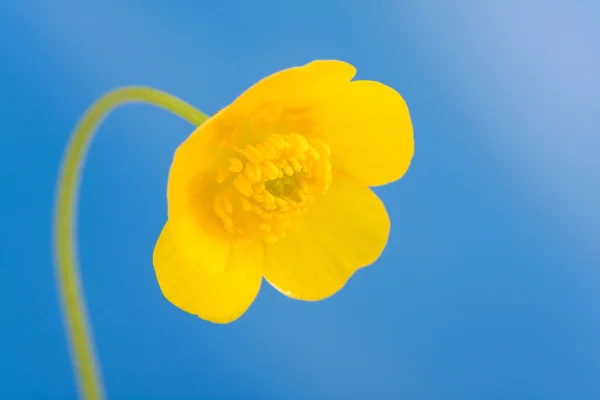 Jaskier żółty — Zdjęcie stockowe