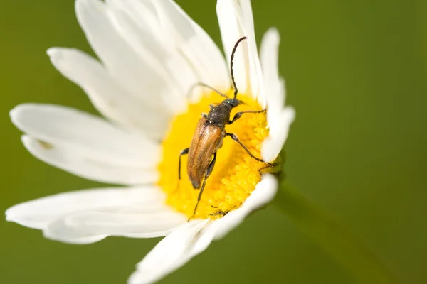 Beetle and flower — Stock Photo, Image
