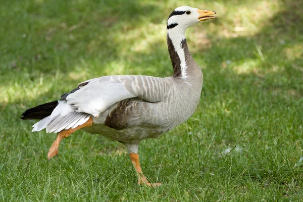 Gås på gräset — Stockfoto