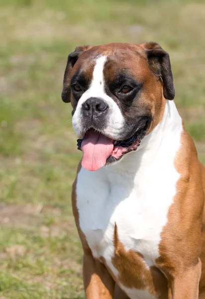 Porträtt av bulldog — Stockfoto